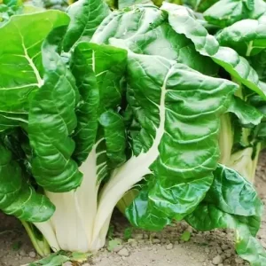 SPINACH FOODHOOK GAINT
