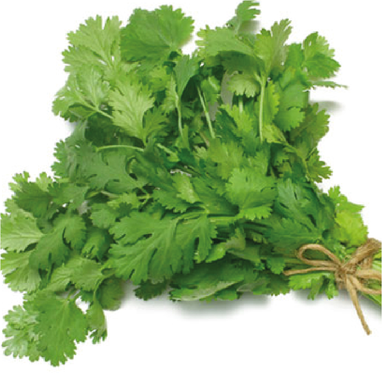 CORIANDER LONG STANDING